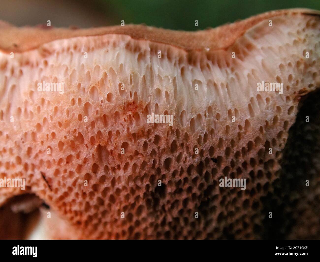 Mushrooms are a form of fungi found in natural settings around the world.  This one is found in a forested area of North Central Florida. Stock Photo