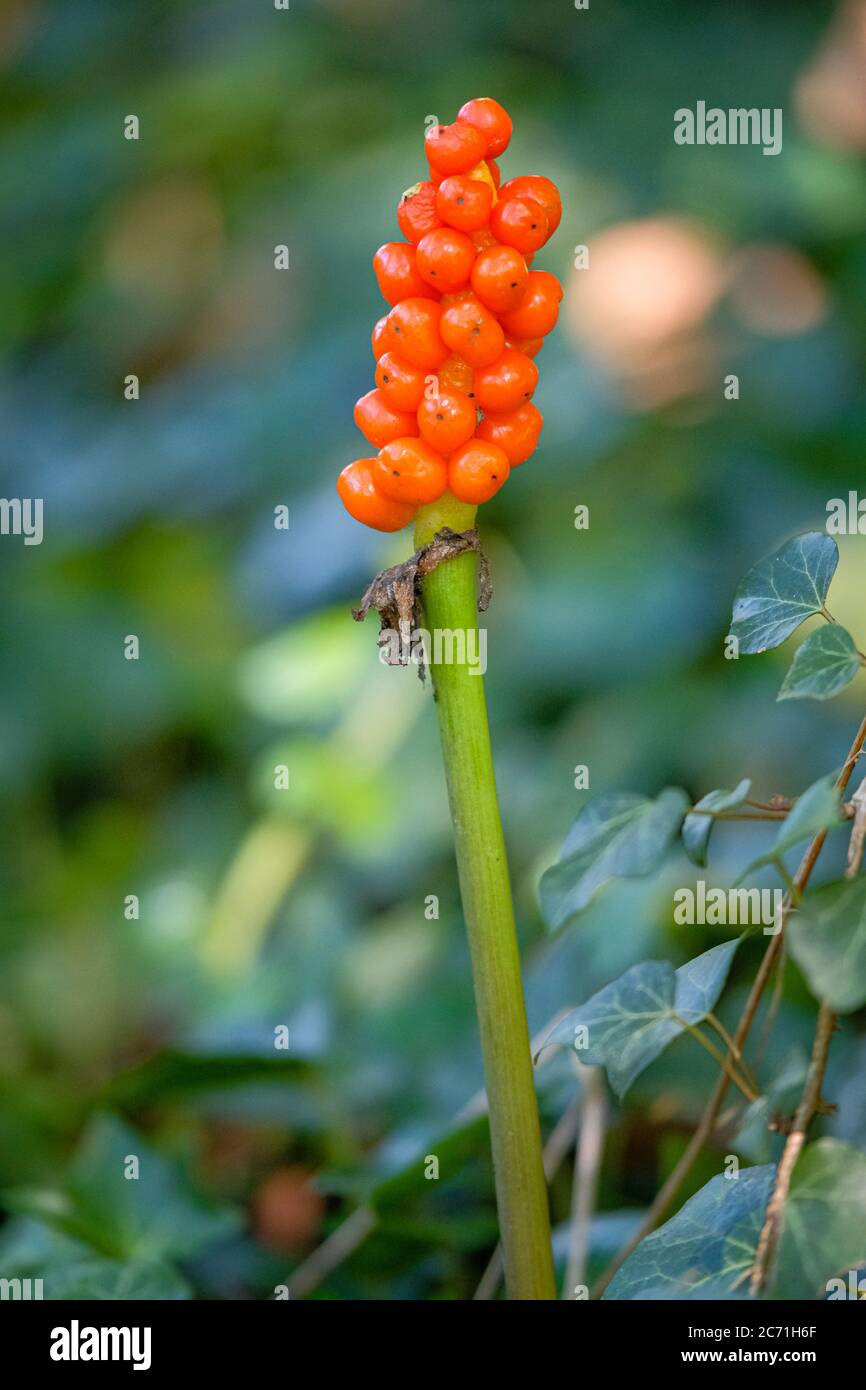 Poisonous red berries from spotted arum, also known as viper's grass Stock Photo