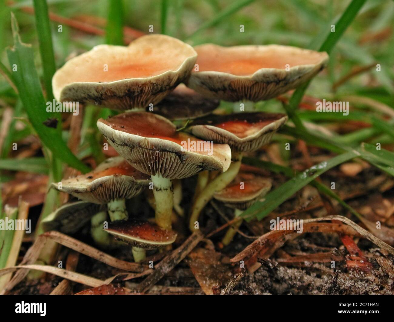 Mushrooms are a form of fungi found in natural settings around the world.  This one is found in a forested area of North Central Florida. Stock Photo