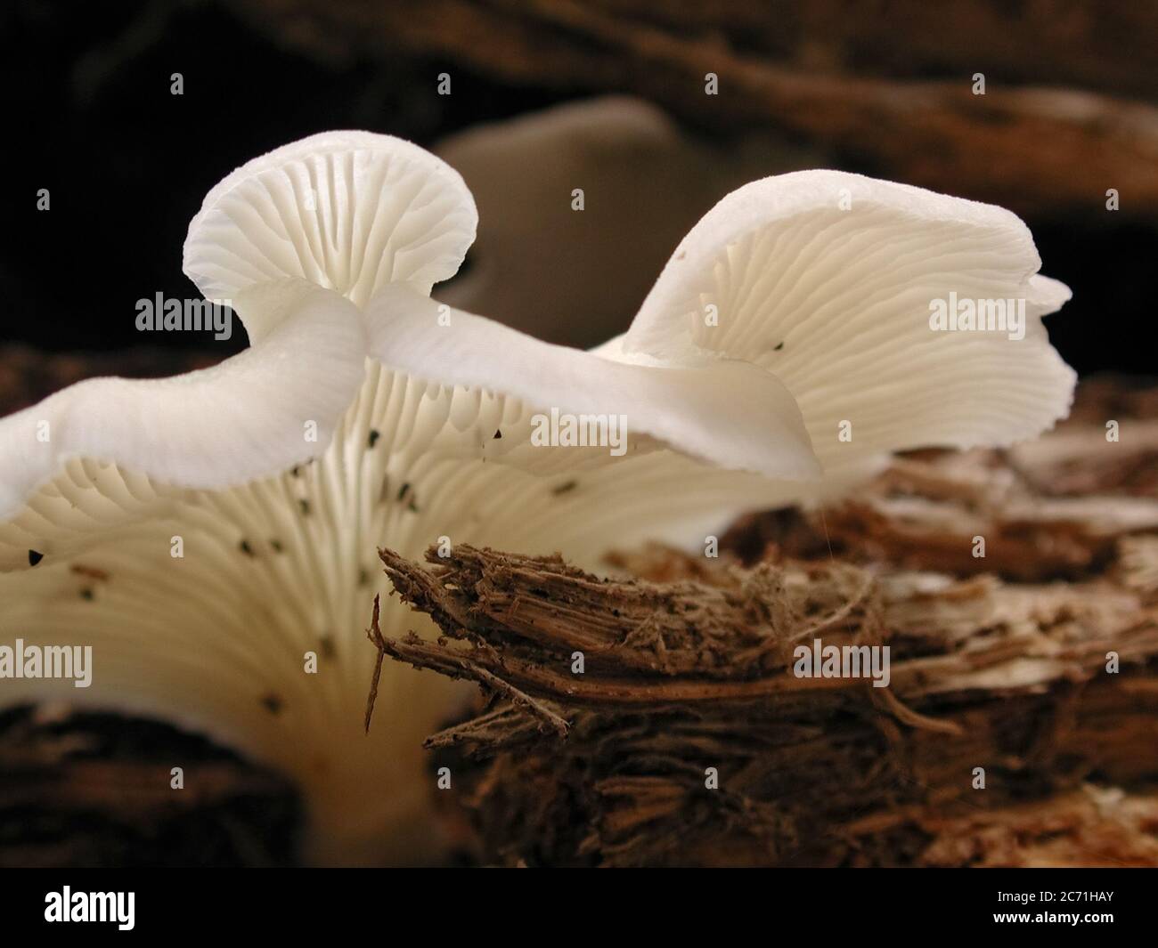 Mushrooms are a form of fungi found in natural settings around the world.  This one is found in a forested area of North Central Florida. Stock Photo