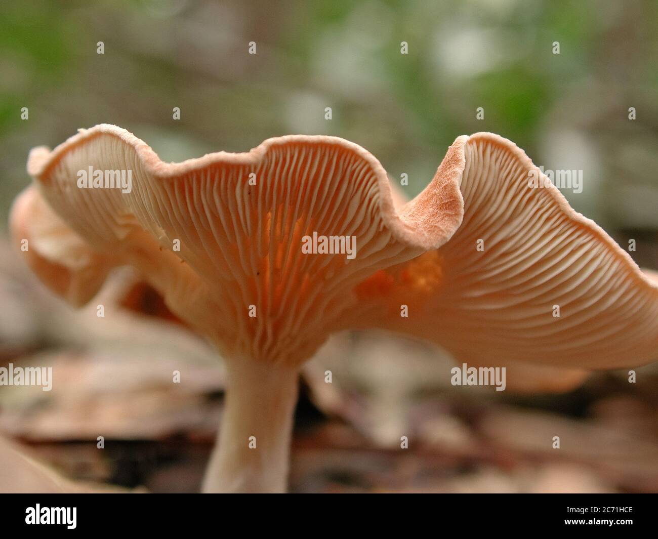 Mushrooms are a form of fungi found in natural settings around the world.  This one is found in a forested area of North Central Florida. Stock Photo