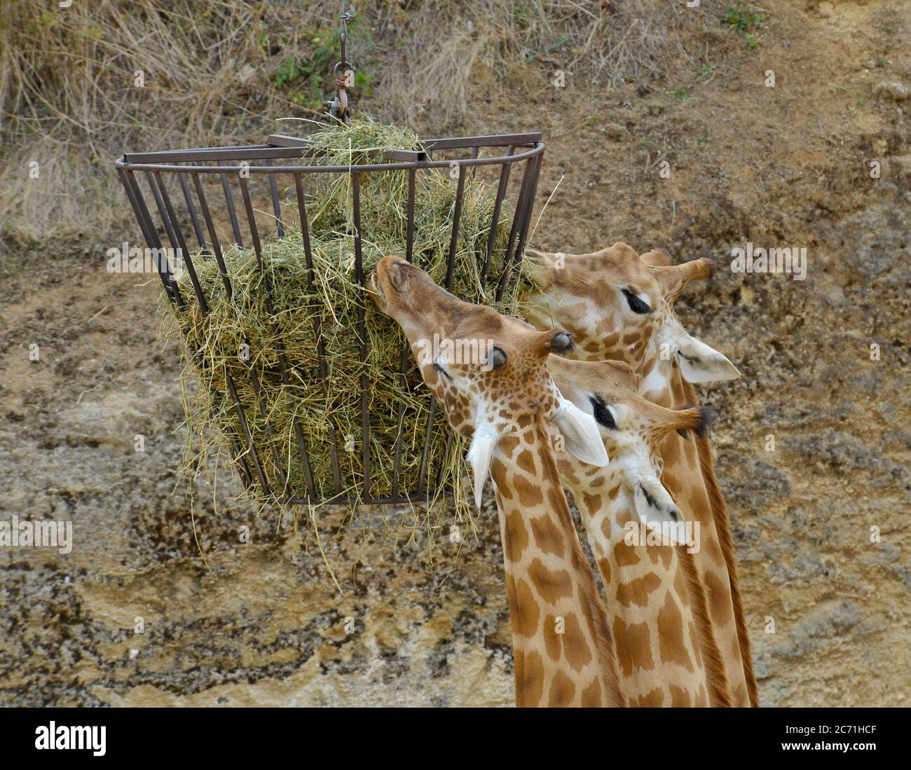 Giraffes at feeding time Stock Photo