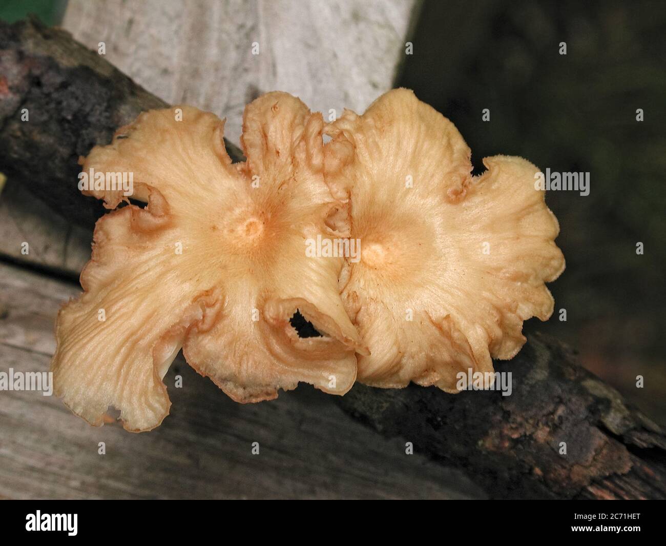 Mushrooms are a form of fungi found in natural settings around the world.  This one is found in a forested area of North Central Florida. Stock Photo