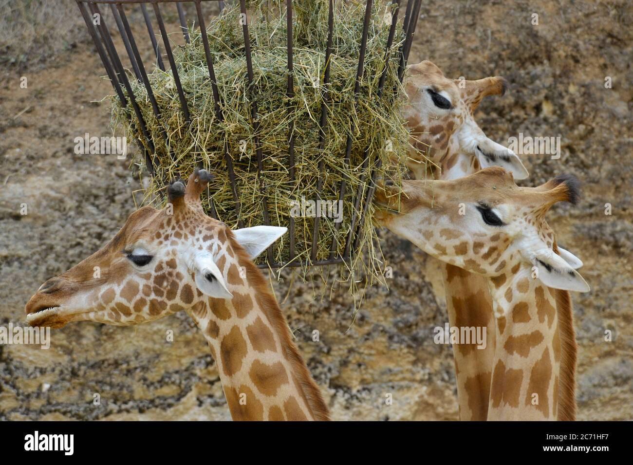 Giraffes at feeding time Stock Photo