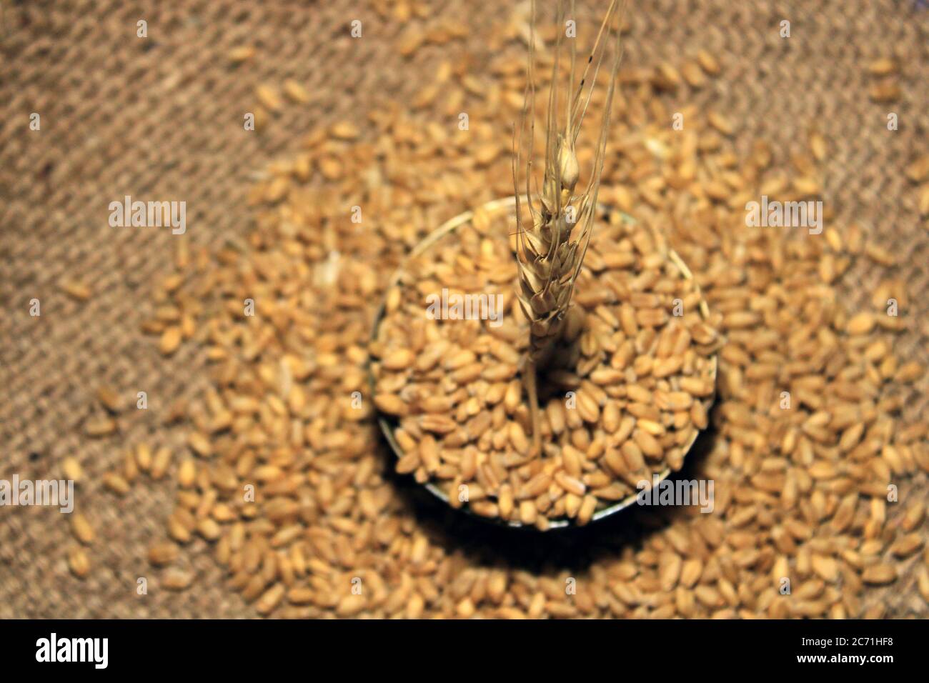 Pile of organic whole grain wheat. Fresh harvested wheat grain in a ...