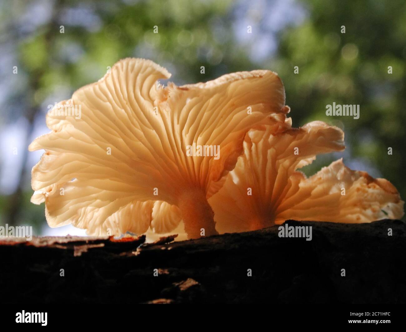 Mushrooms are a form of fungi found in natural settings around the world.  This one is found in a forested area of North Central Florida. Stock Photo