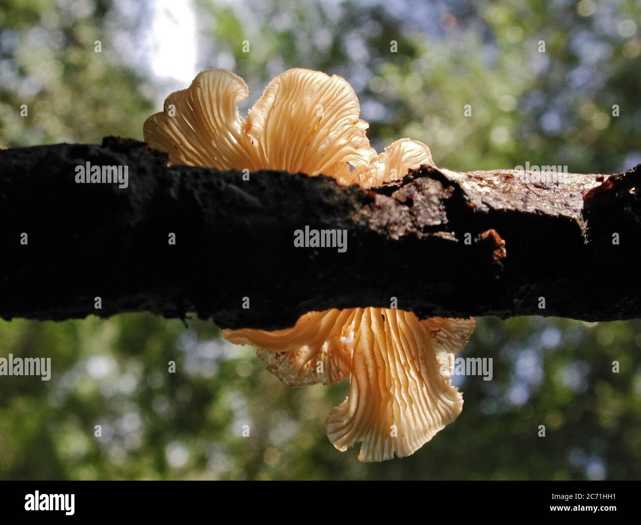 Mushrooms are a form of fungi found in natural settings around the world.  This one is found in a forested area of North Central Florida. Stock Photo