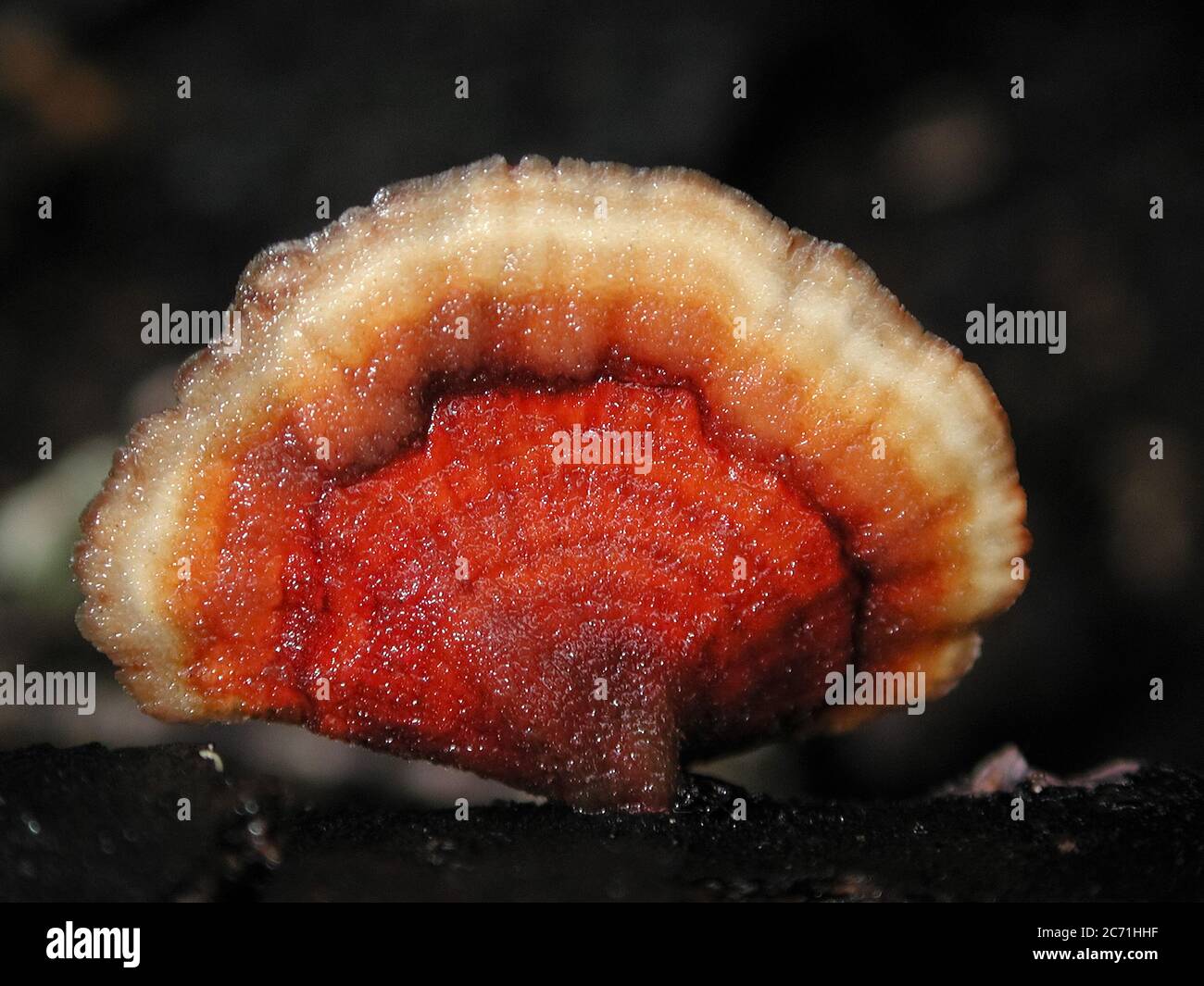 Mushrooms are a form of fungi found in natural settings around the world.  This one is found in a forested area of North Central Florida. Stock Photo