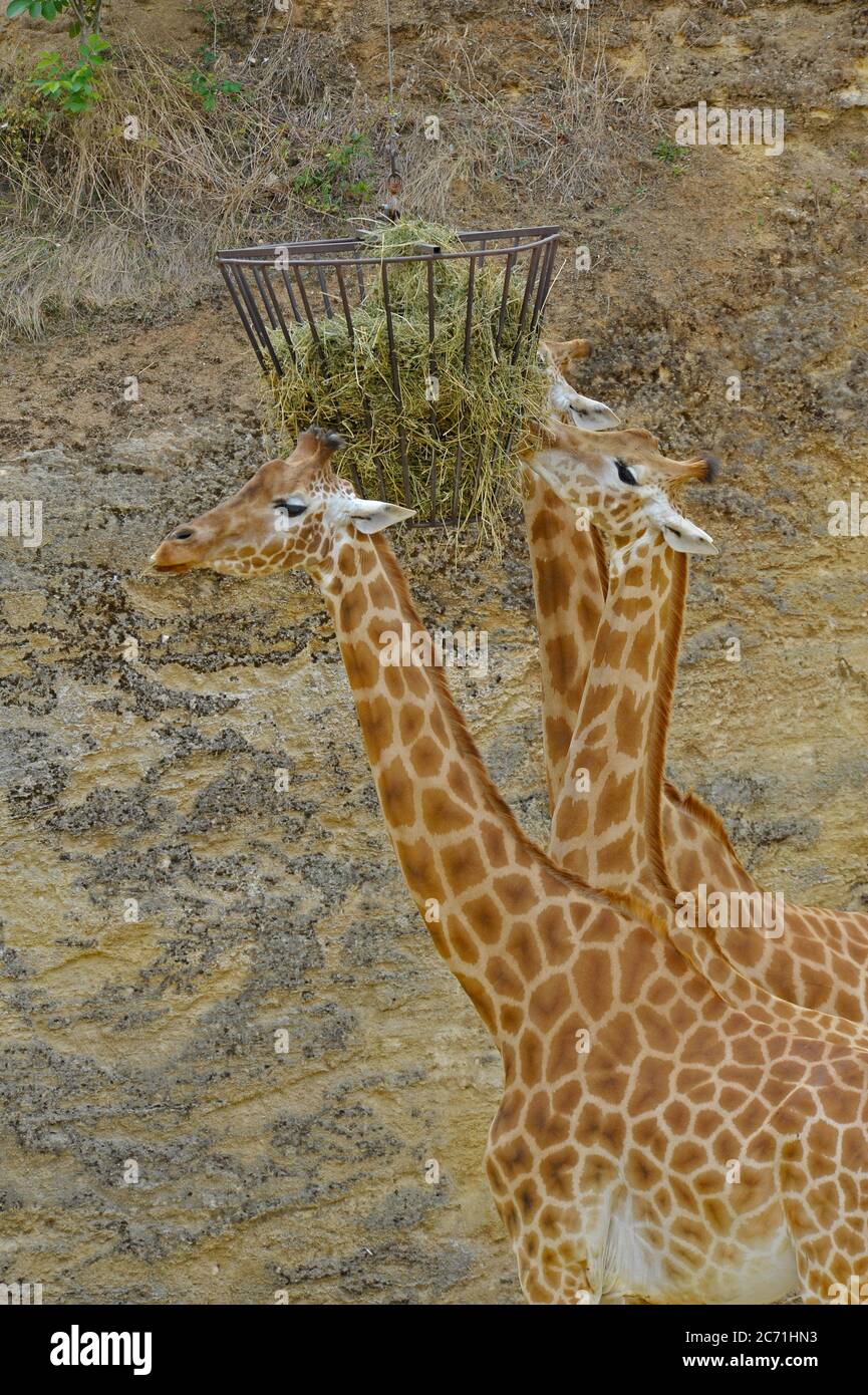 Giraffes at feeding time Stock Photo
