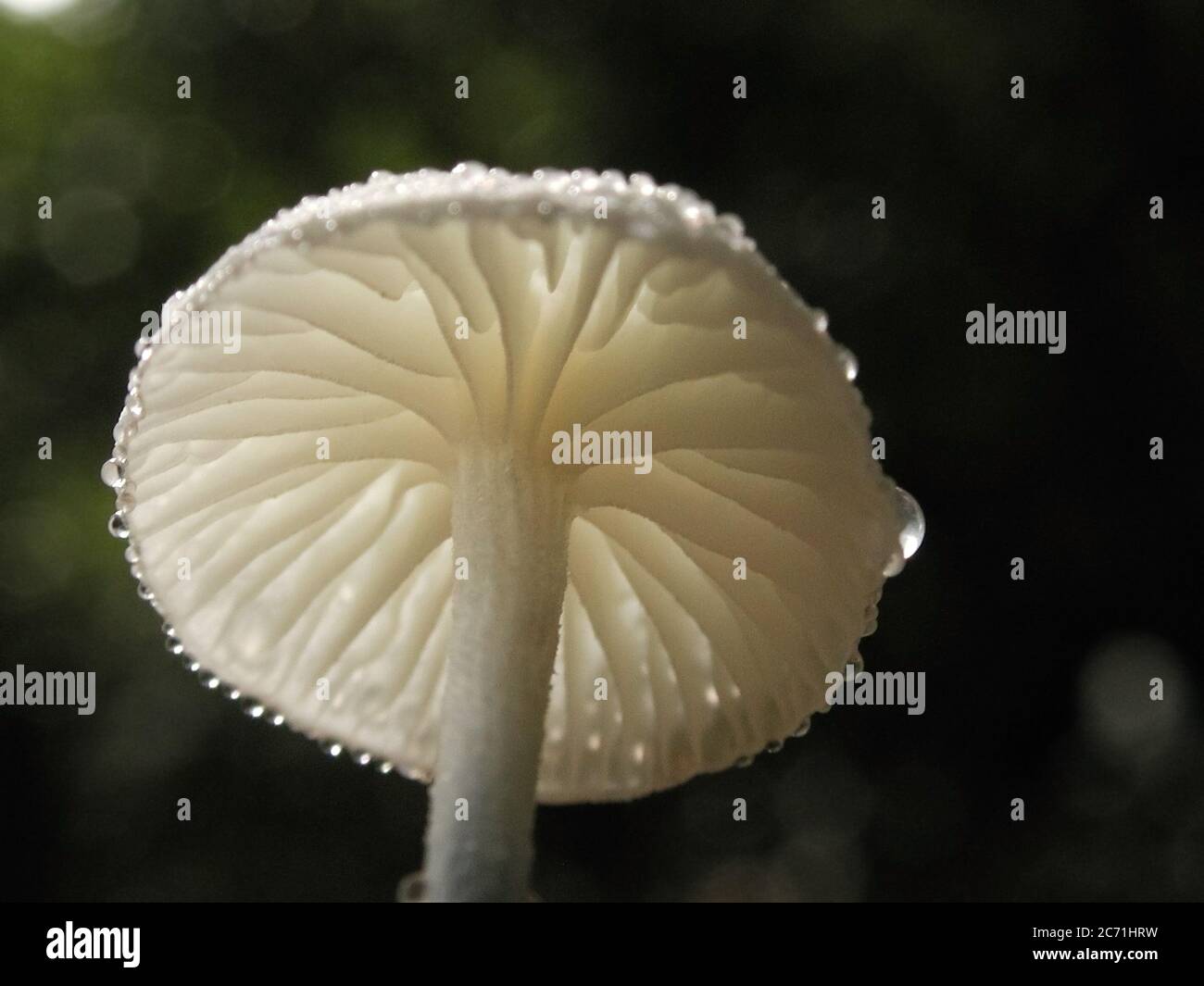 Mushrooms are a form of fungi found in natural settings around the world.  This one is found in a forested area of North Central Florida.  It is the f Stock Photo