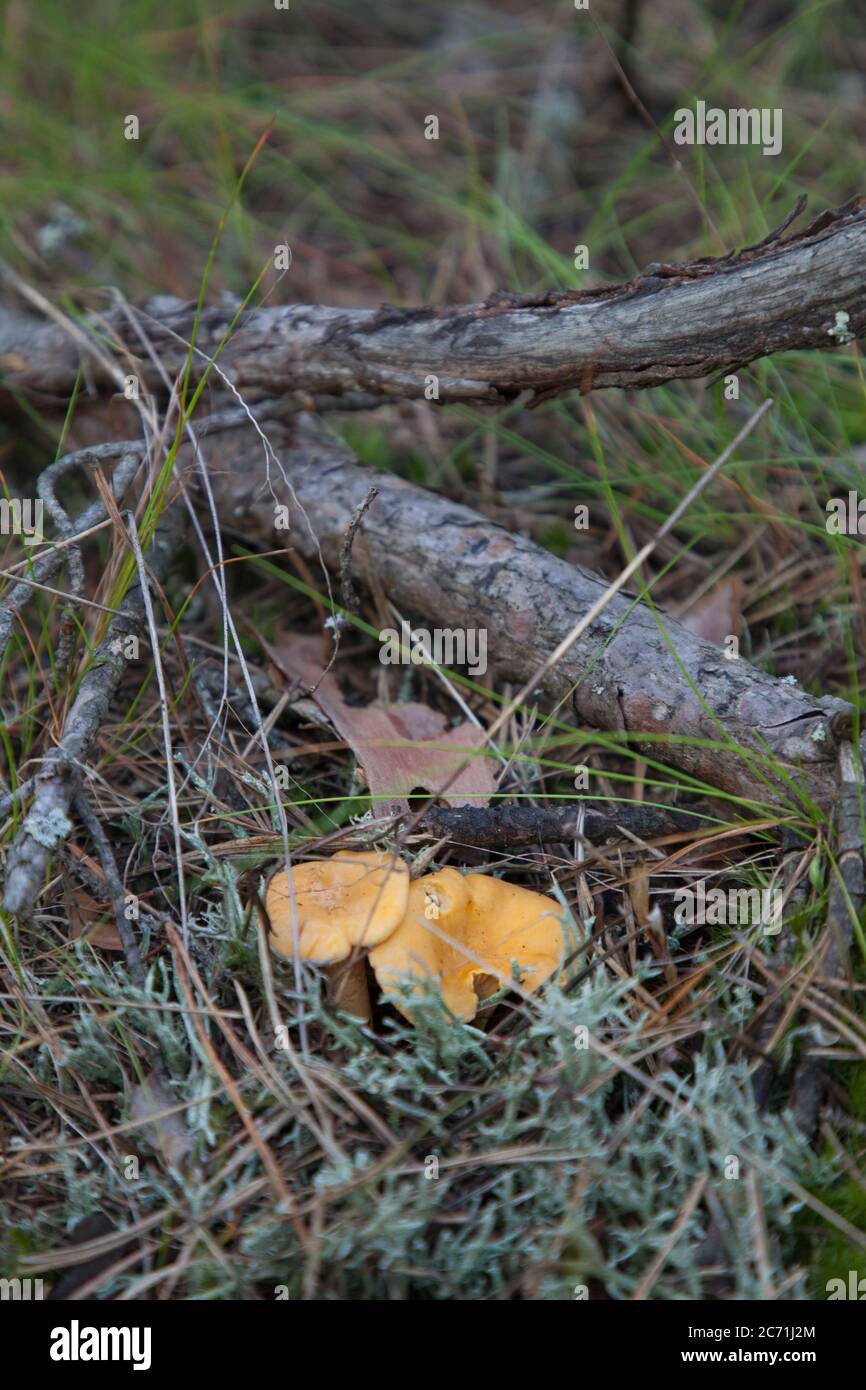 Foraging for Chanterelle Mushrooms in Poland Stock Photo Alamy