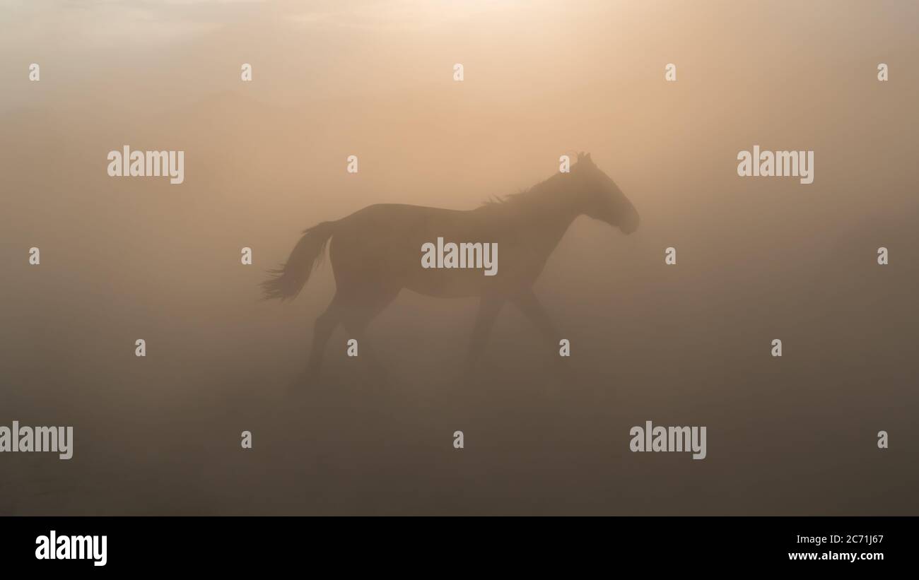 Horse running and kicking up dust, Kayseri, Turkey Stock Photo