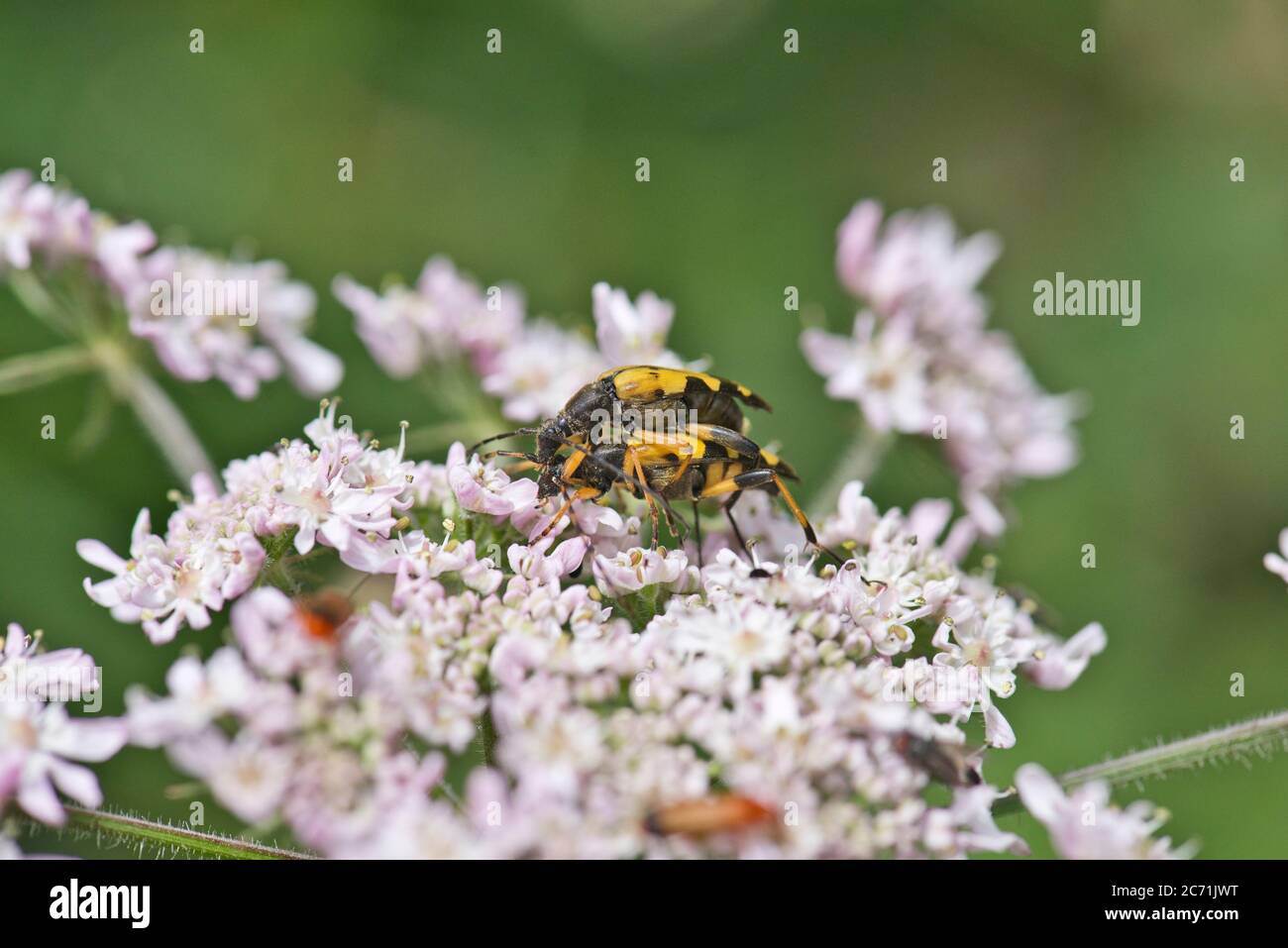 Longhorn beetles (Strangalia maculata) mating Stock Photo