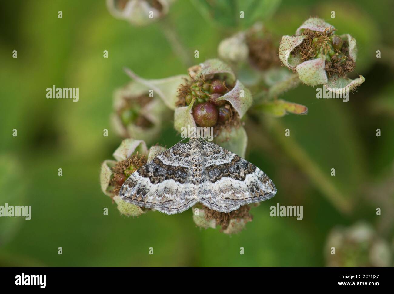Common carpet moth (Epirrhoe alternata Stock Photo Alamy