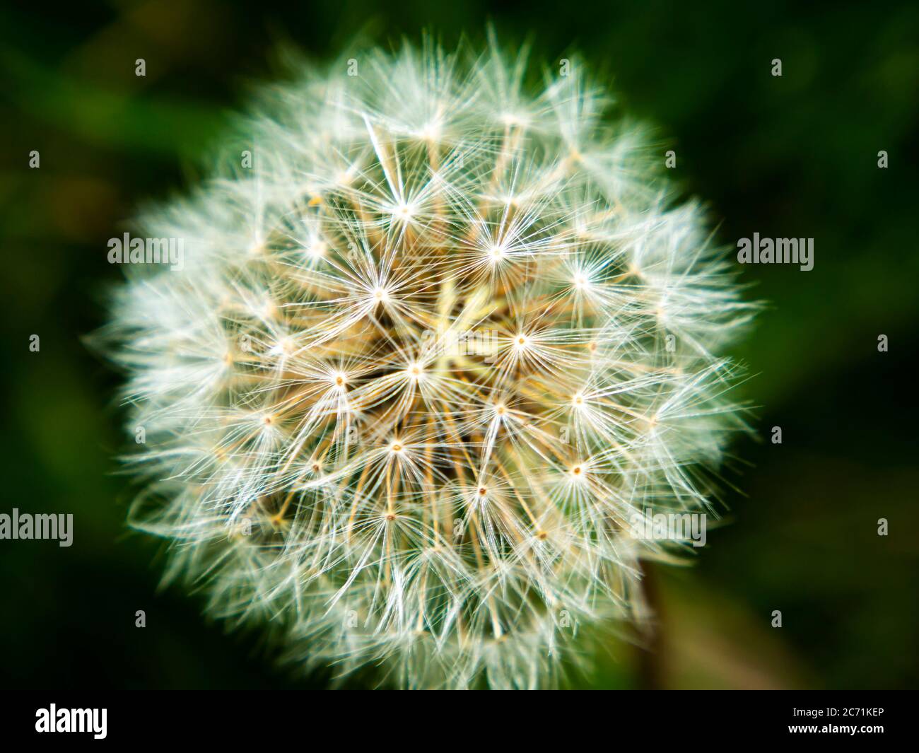 Flying Fluff High Resolution Stock Photography and Images - Alamy