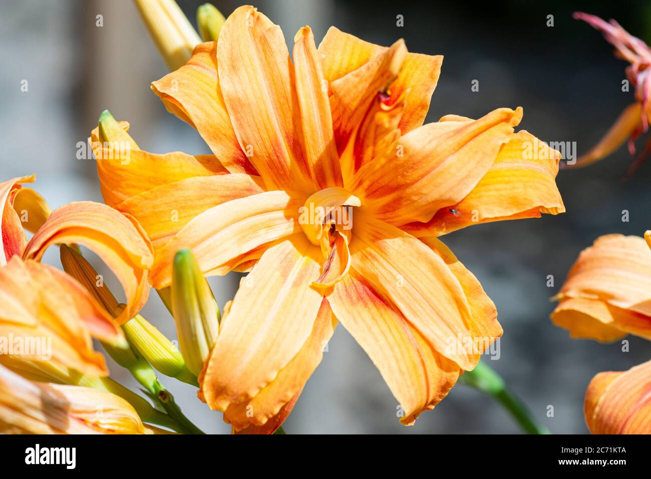 The flower of an orange day-lily (Hemerocallis fulva) Stock Photo