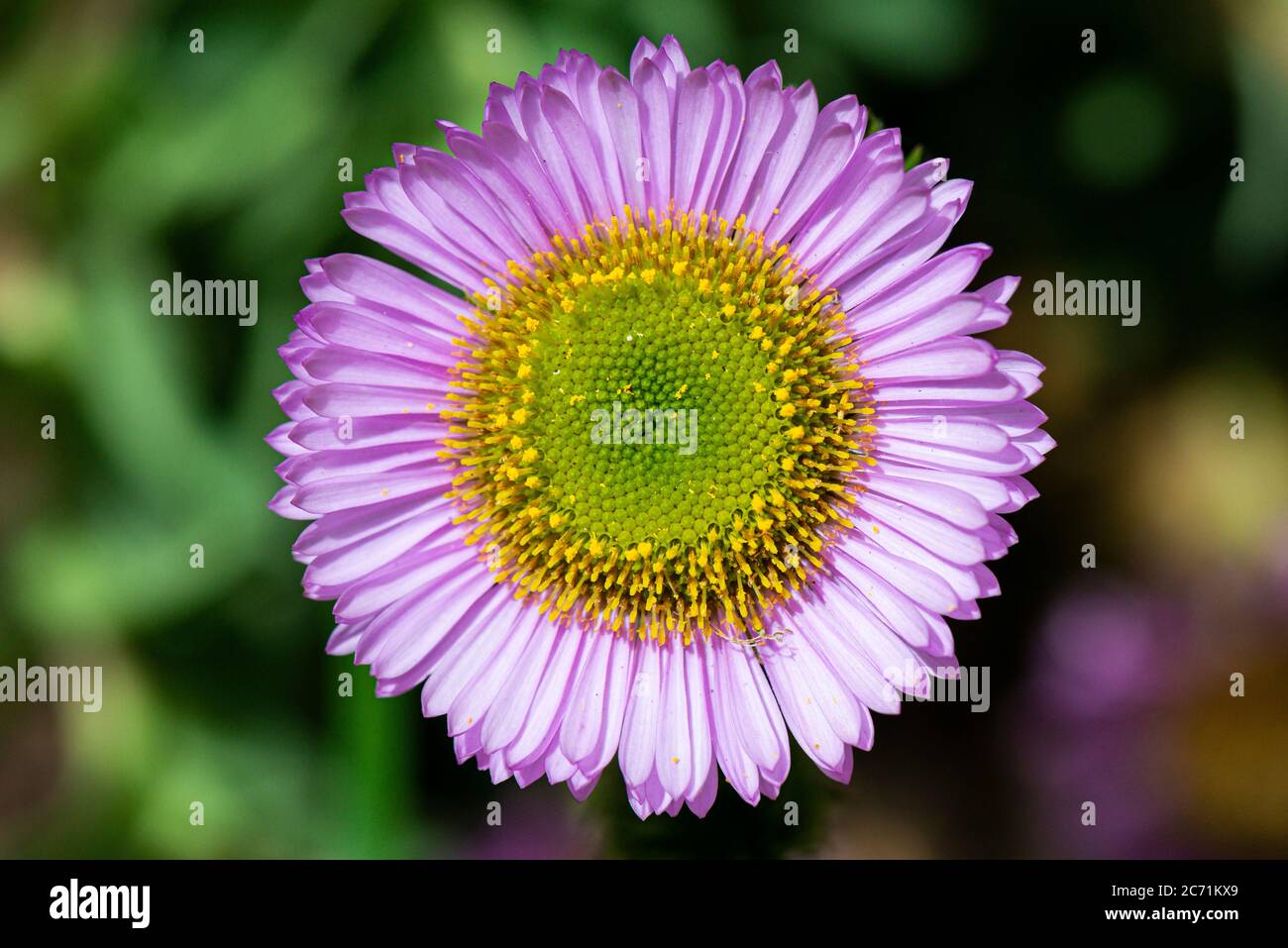 beach aster (Erigeron glaucus) Stock Photo