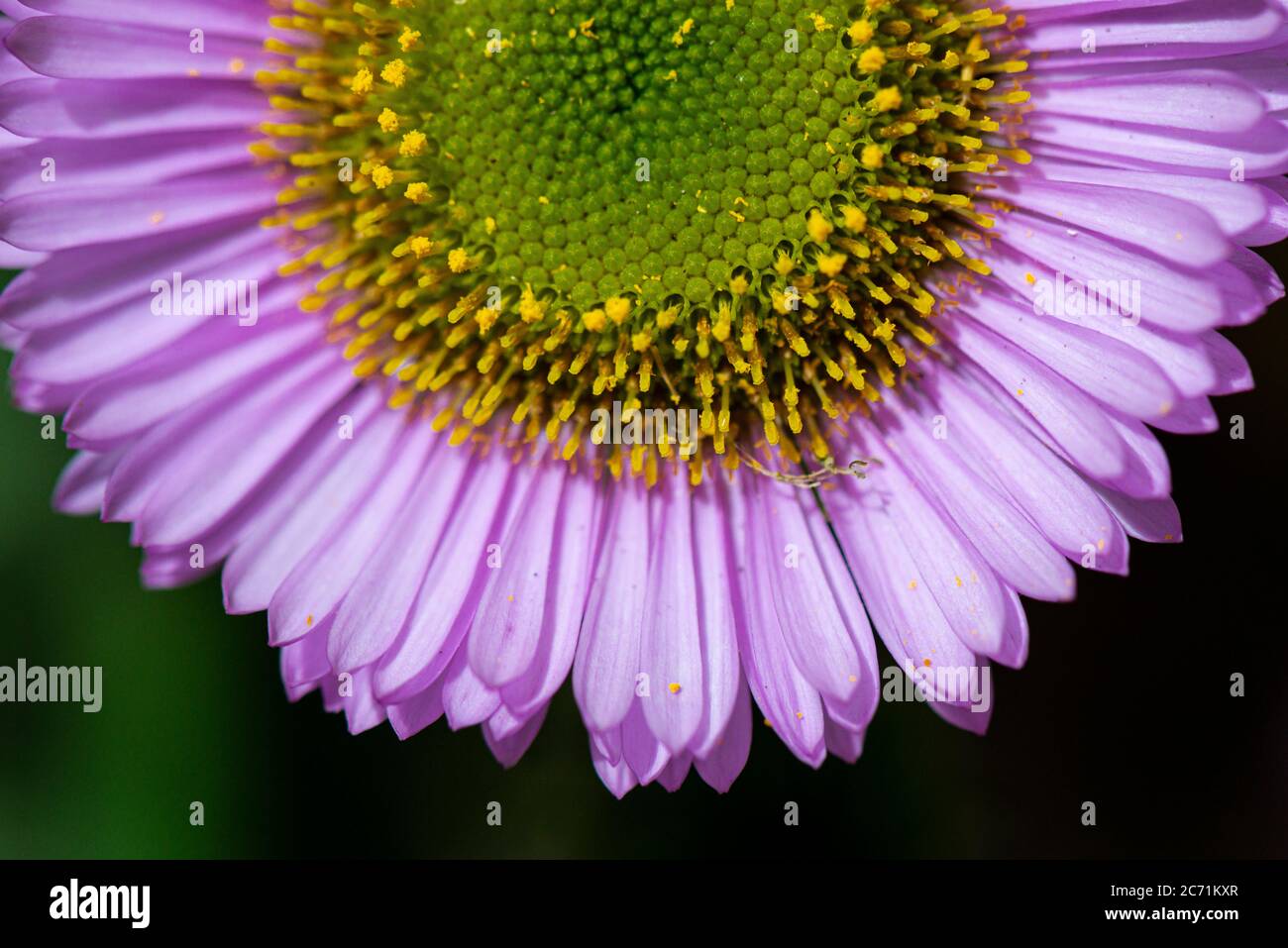 beach aster (Erigeron glaucus) Stock Photo