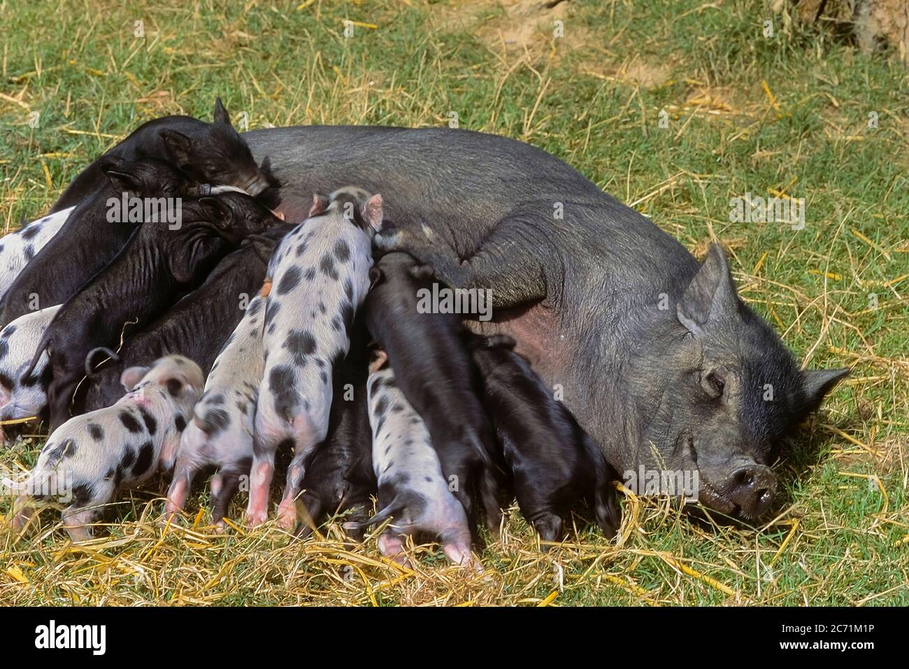 A female Vietnamese Pot-bellied pig (Sus scrofa domesticus) lying down whilst piglets suckle. England, UK Stock Photo