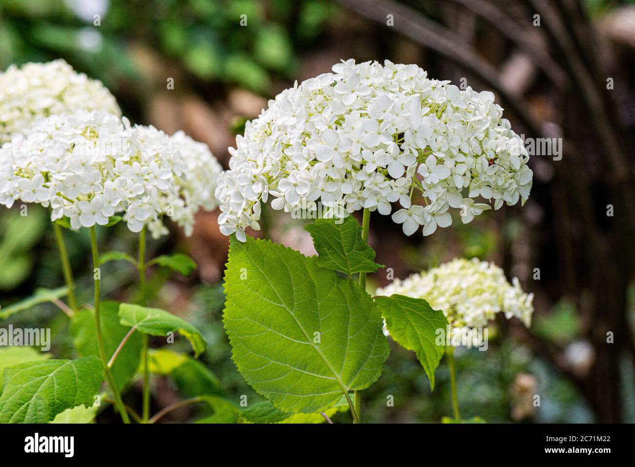 The flowers of a Hydrangea arborescens 'Annabelle' Stock Photo