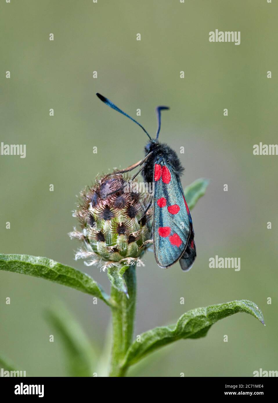 Six-spot Burnet moth on Knapweed seed head. Hurst Meadows, East Molesey, Surrey, England. Stock Photo