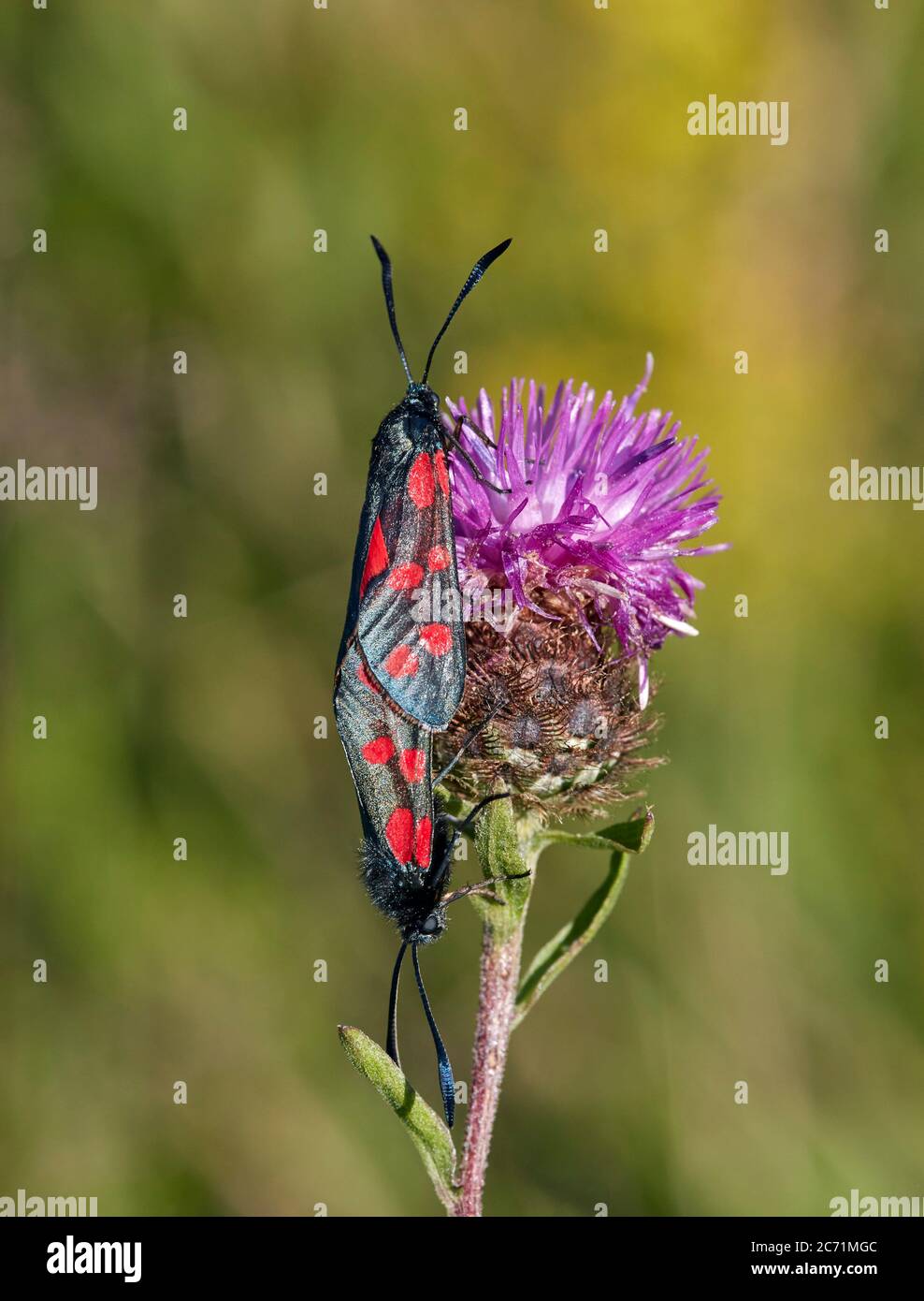 Pair of Six-spot Burnet moths on Knapweed flower. Hurst Meadows, East Molesey, Surrey, England. Stock Photo