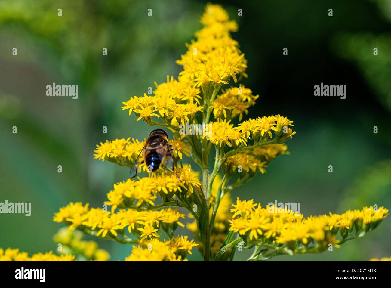 A hoverfly (Syrphidae) on the flowers of a goldenrod (Solidago) Stock Photo