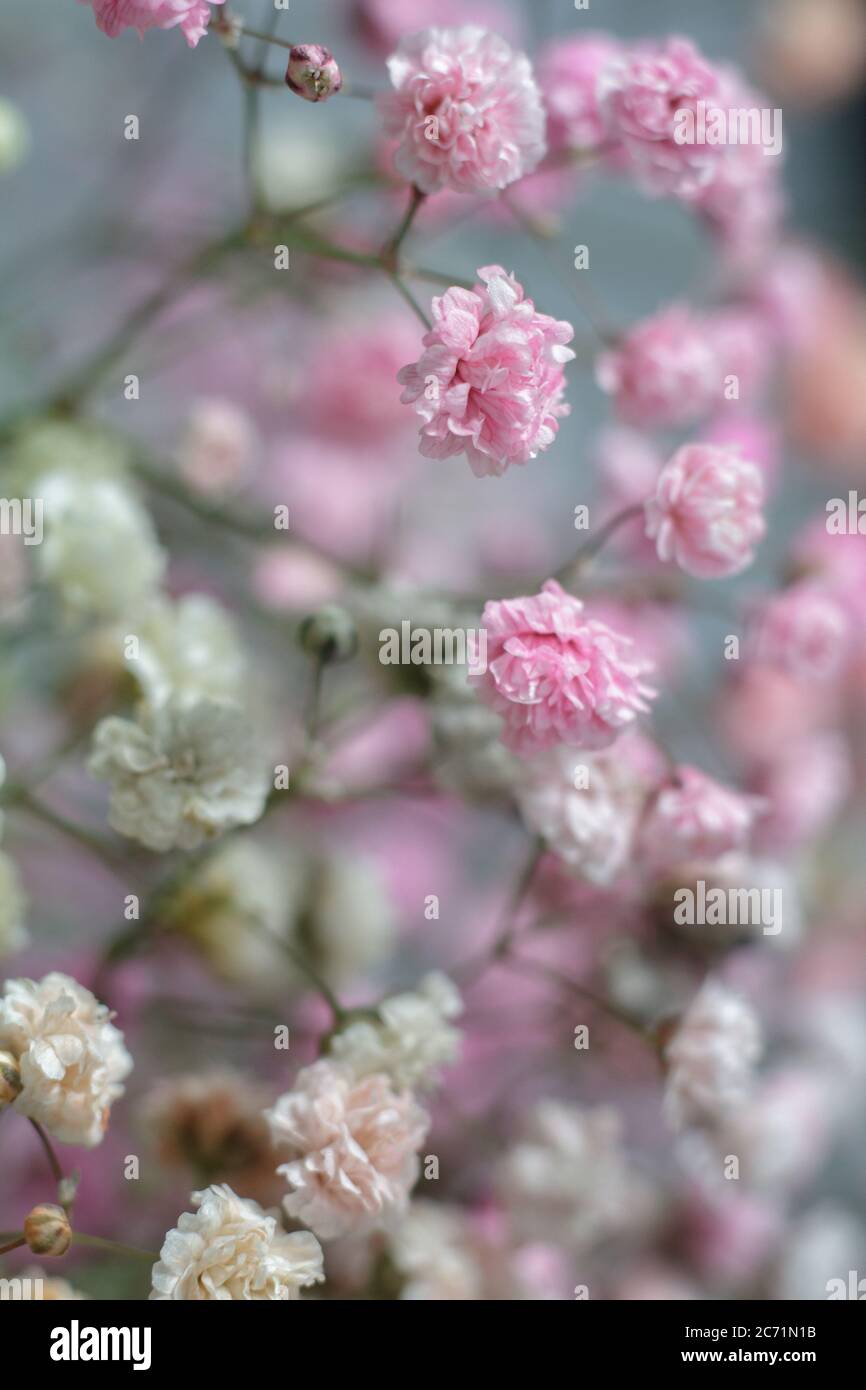 Multicolored bouquet of gypsophila flowers on gray background. Minimal composition of gypsophila flowers on pale pastel background. Stock Photo