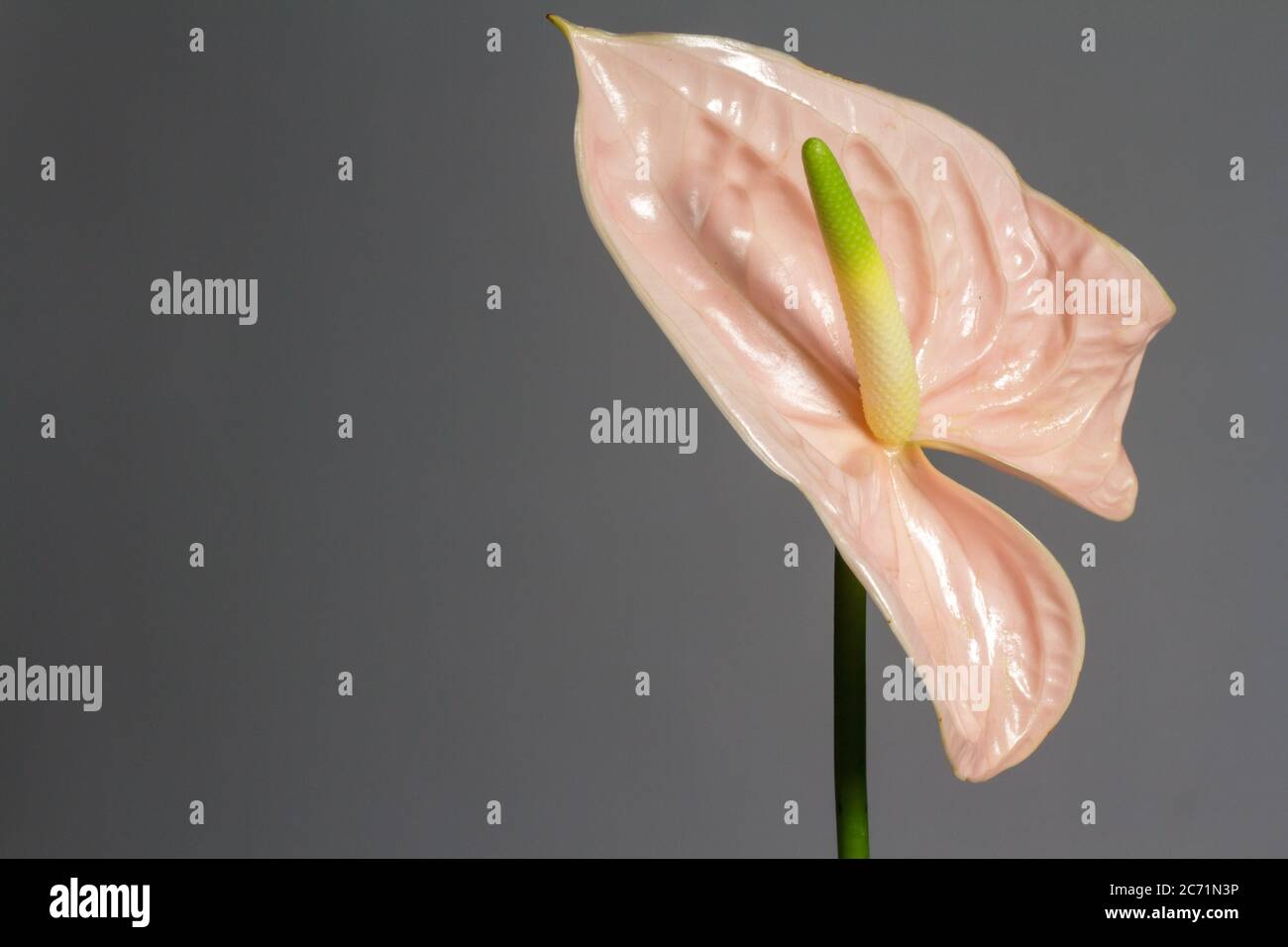 Beautiful pink blossoming single Anthurium flower on gray background, close-up view Stock Photo