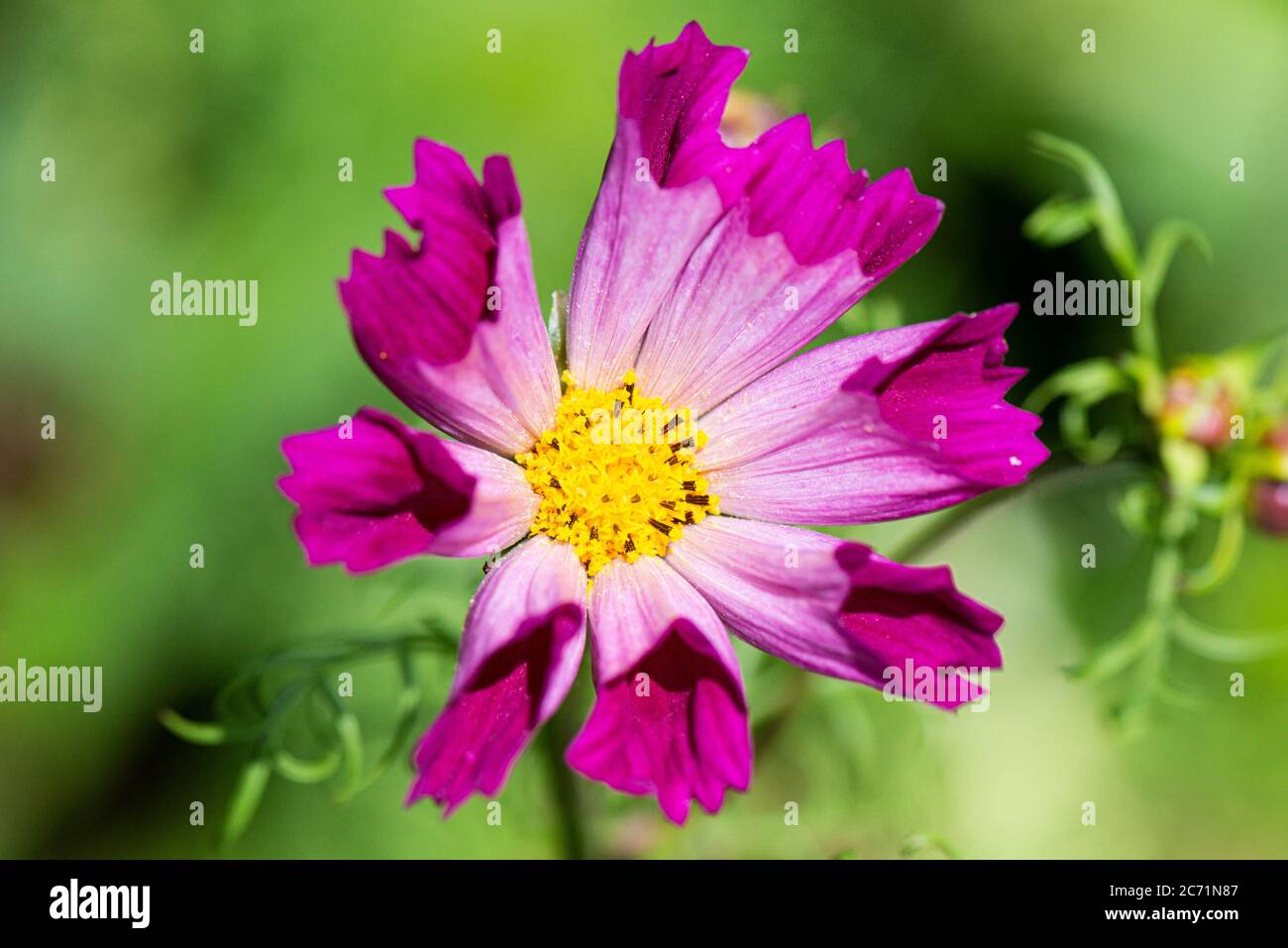 The flower of a Cosmos 'Sea Shells' Stock Photo