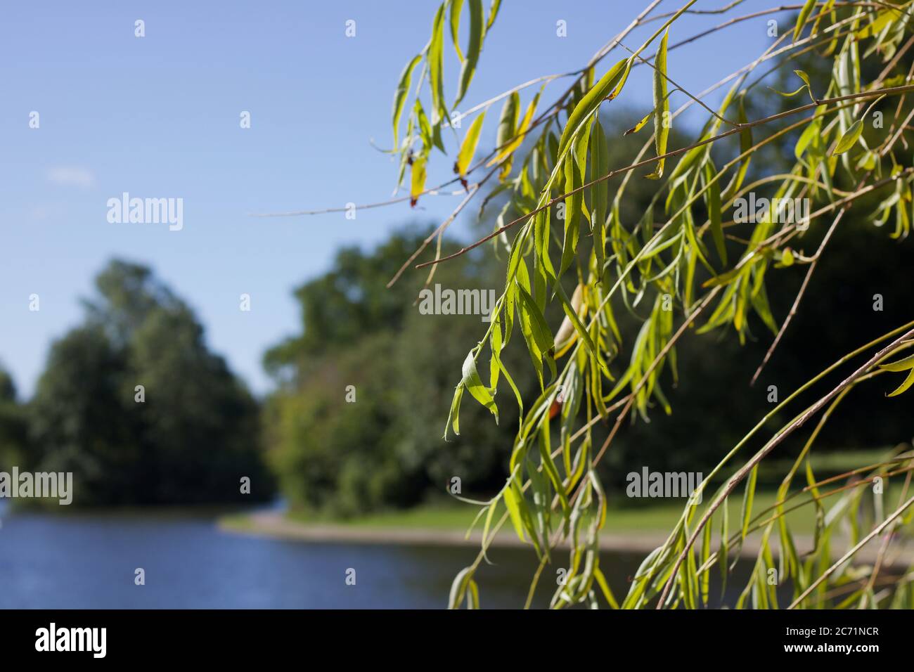 Weeping willow foliage in foreground with lake and grass in background Stock Photo