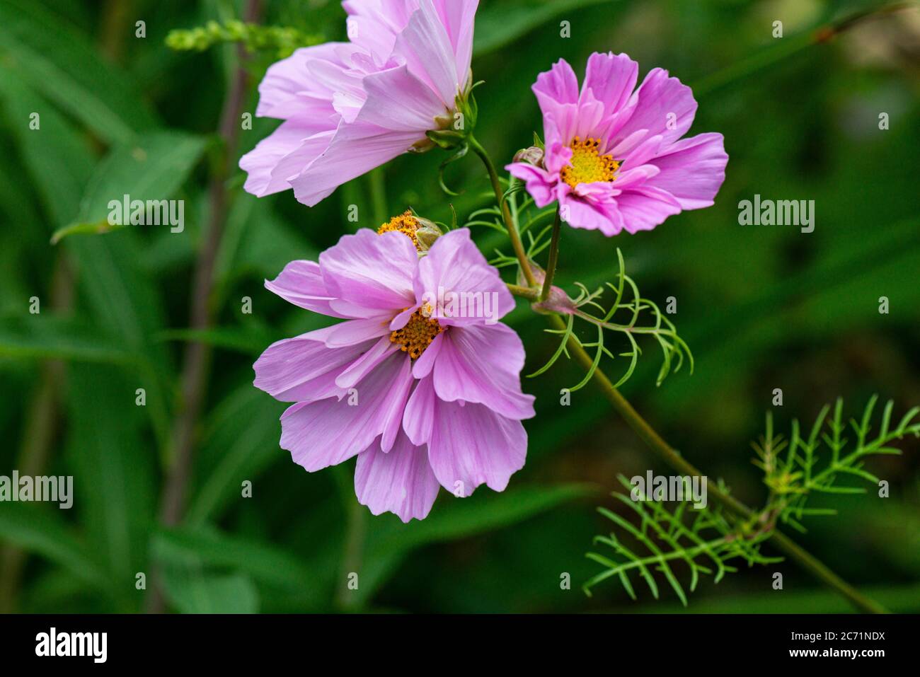 The flowers of a Cosmos 'Sea Shells' Stock Photo