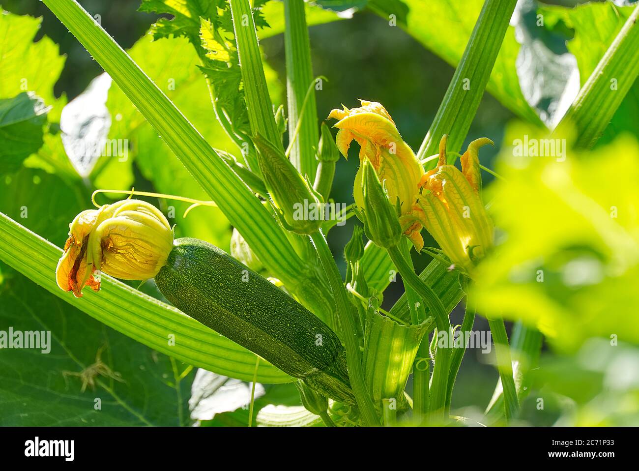 Zucchini plant. Zucchini flower. Green vegetable marrow growing on bush
