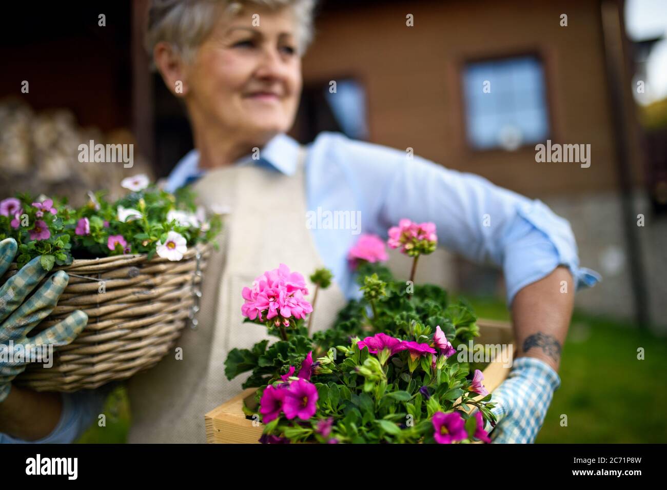 Senior woman gardening in summer, holding flowering plants Stock Photo ...