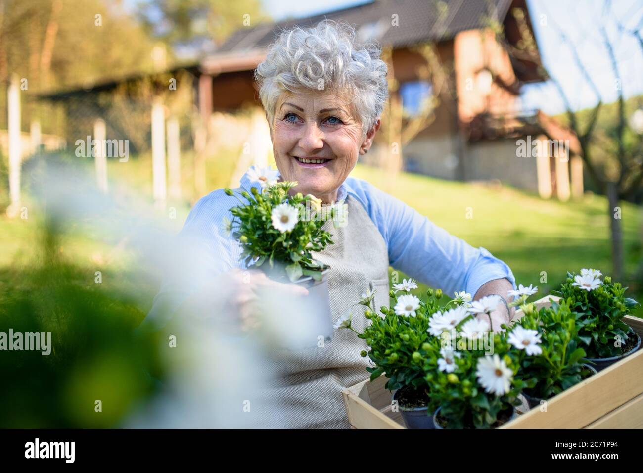 Senior woman gardening in summer, holding flowering plants Stock Photo ...