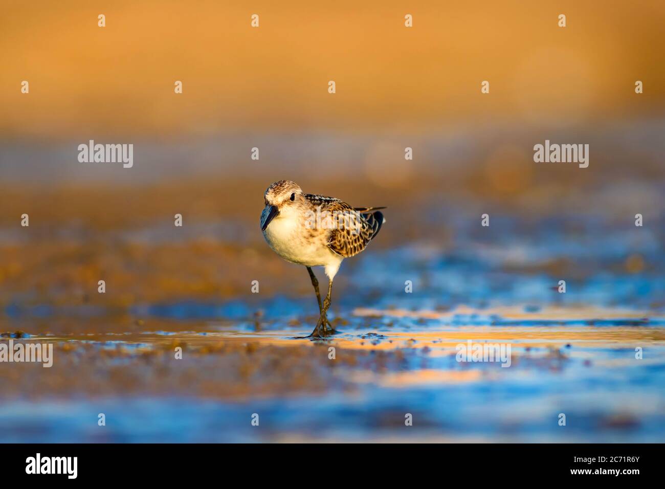 Cute Little Water Bird. Brown Nature Background. Bird: Little Stint ...