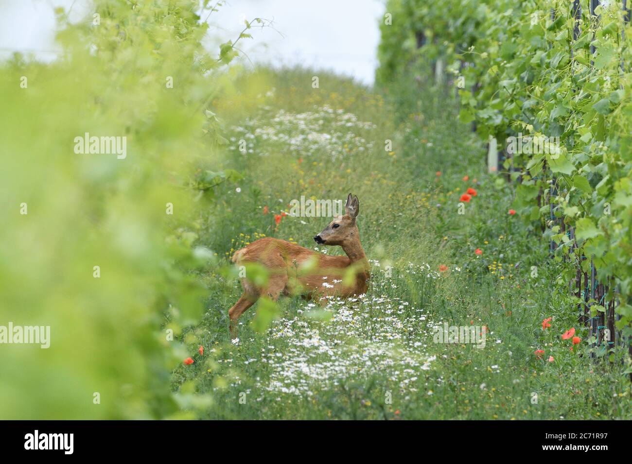 The deer walks and grazes on the grass in the vineyard Stock Photo