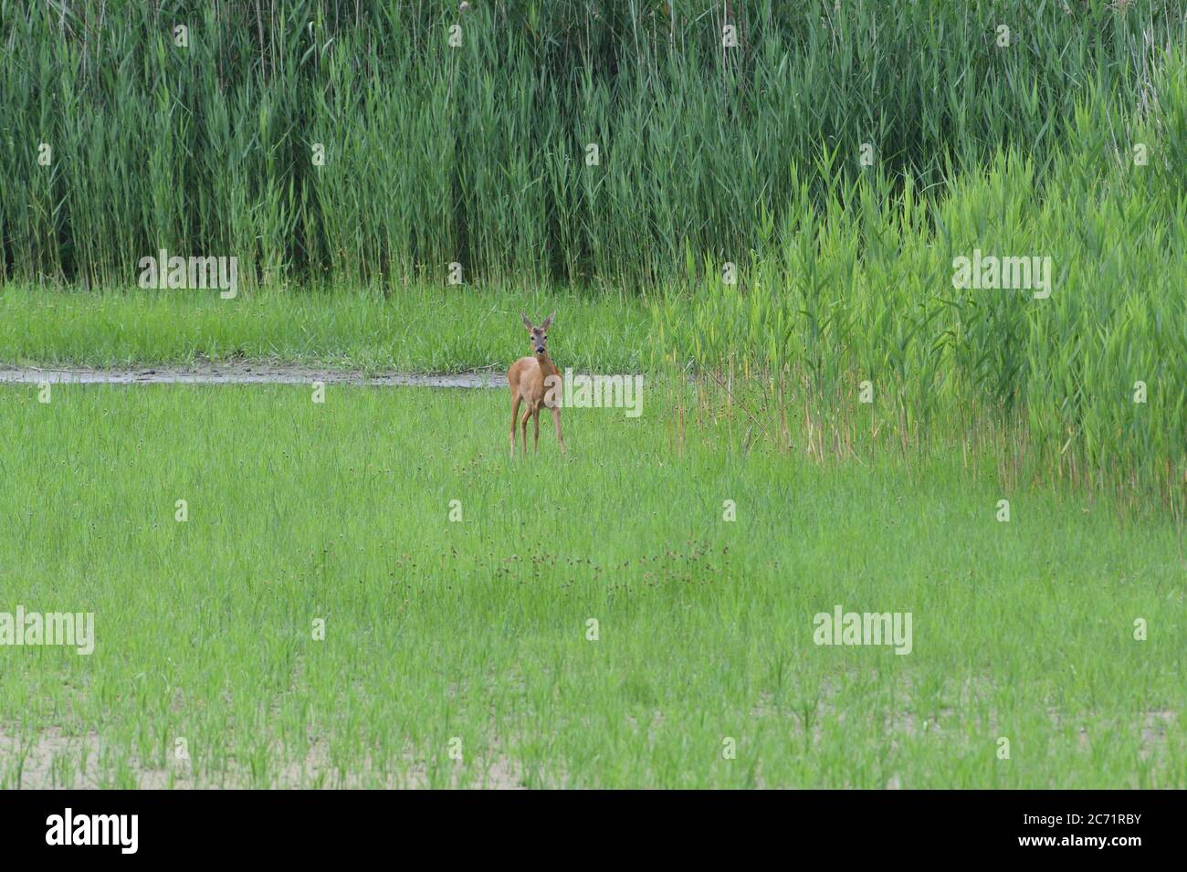 A roe mom and fawn are grazing grass in a swamp by a pond Stock Photo