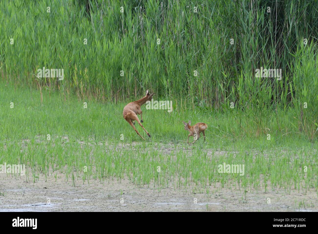 A roe deer mom and her young are jumping in a swamp by a pond Stock Photo