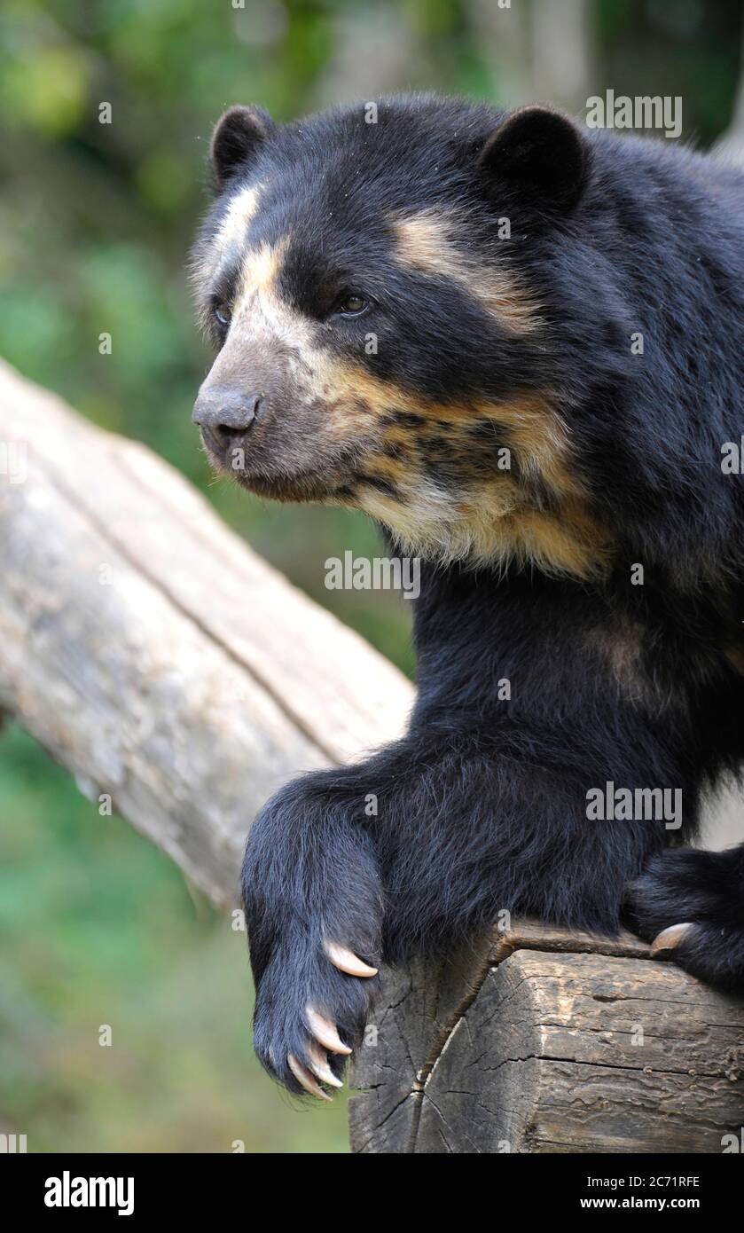 Spectacled bear Stock Photo