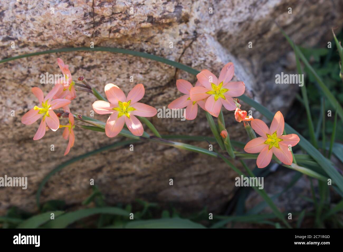 The Salmon colored Cape Tulip, Moraea miniata, in full bloom in the Goegap Nature Reserve, South Africa Stock Photo