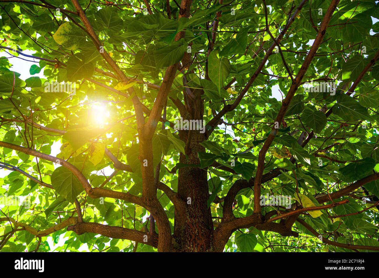 Sun shines through the branches of a tree. Summer landscape Stock Photo ...