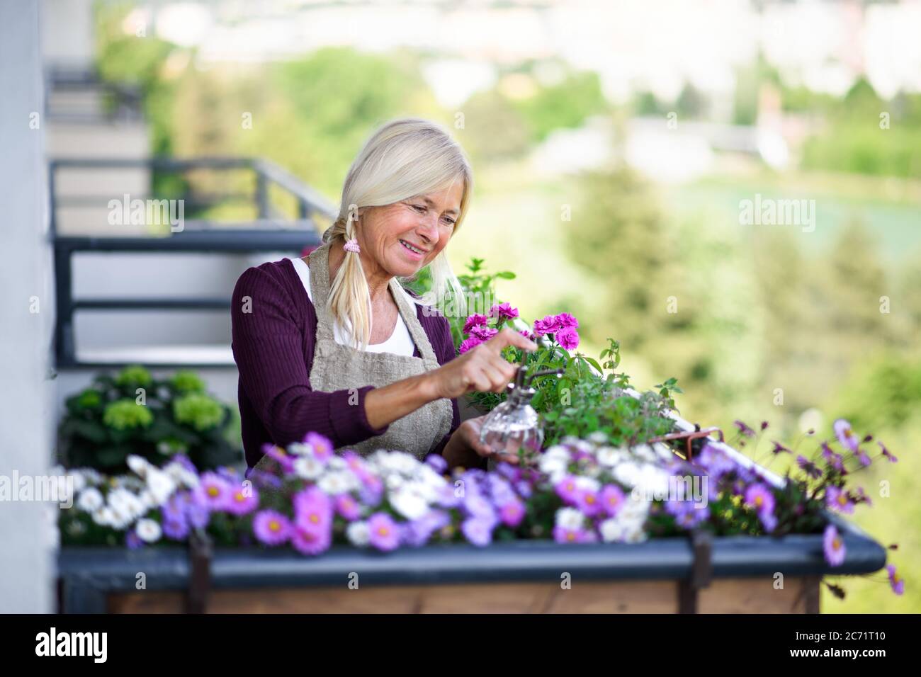 Senior woman gardening on balcony in summer, spraying plants Stock ...