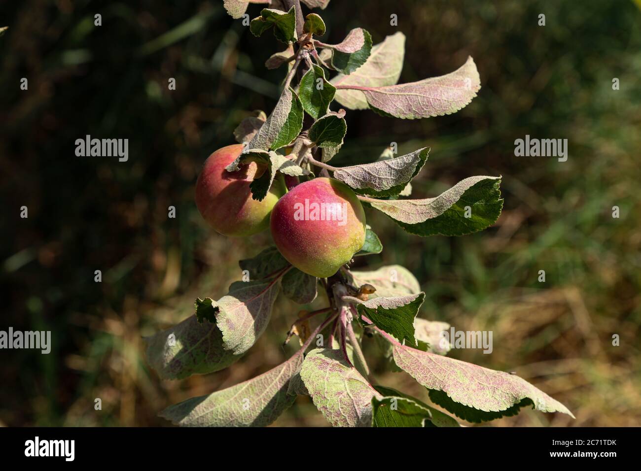 Apples ripen on tree branches in Summer Stock Photo