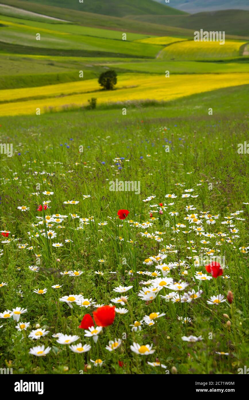 Field of wild flowers in summer Stock Photo - Alamy