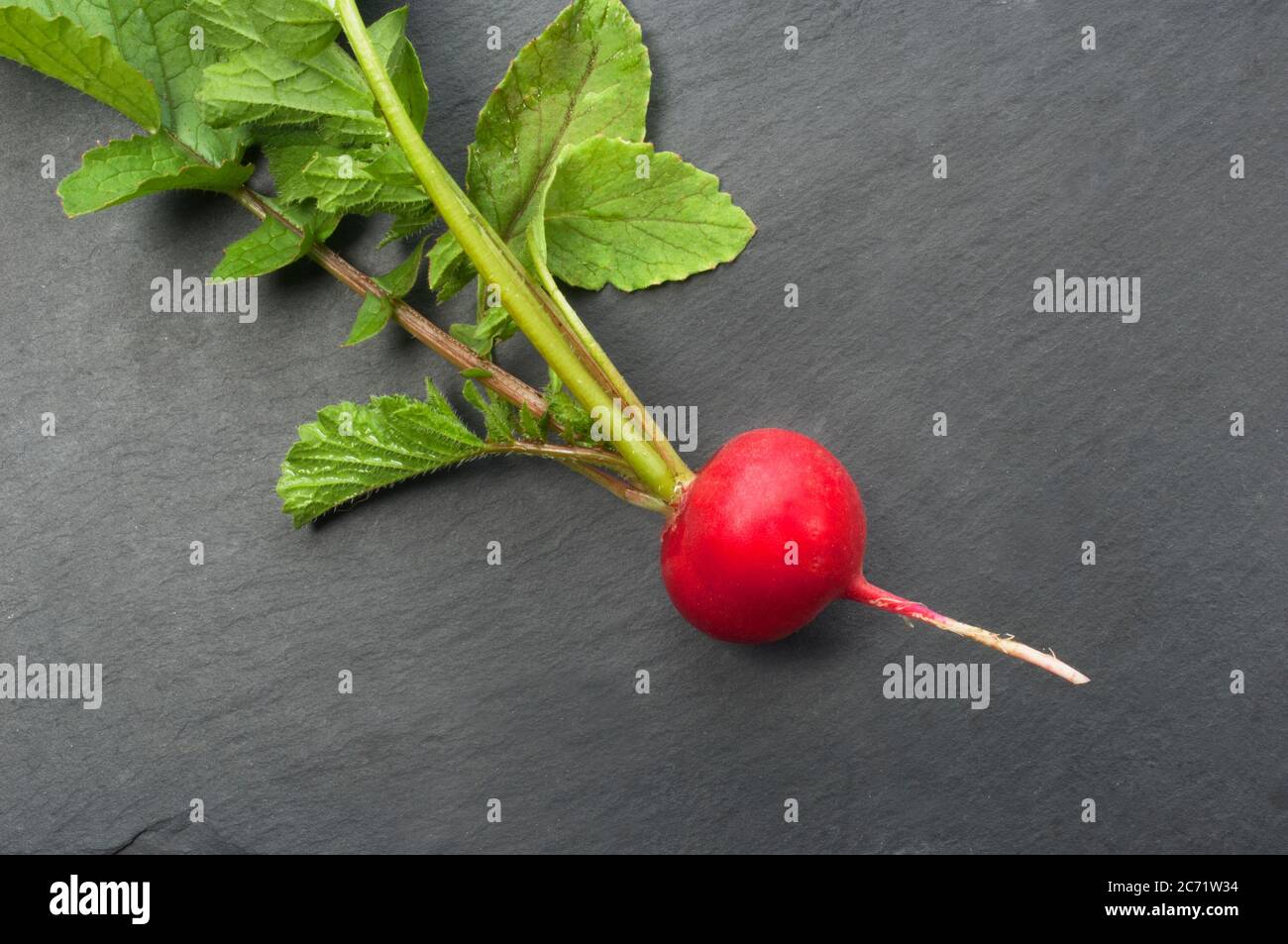 Studio shot of a radish on a dark slate background - John Gollop Stock Photo