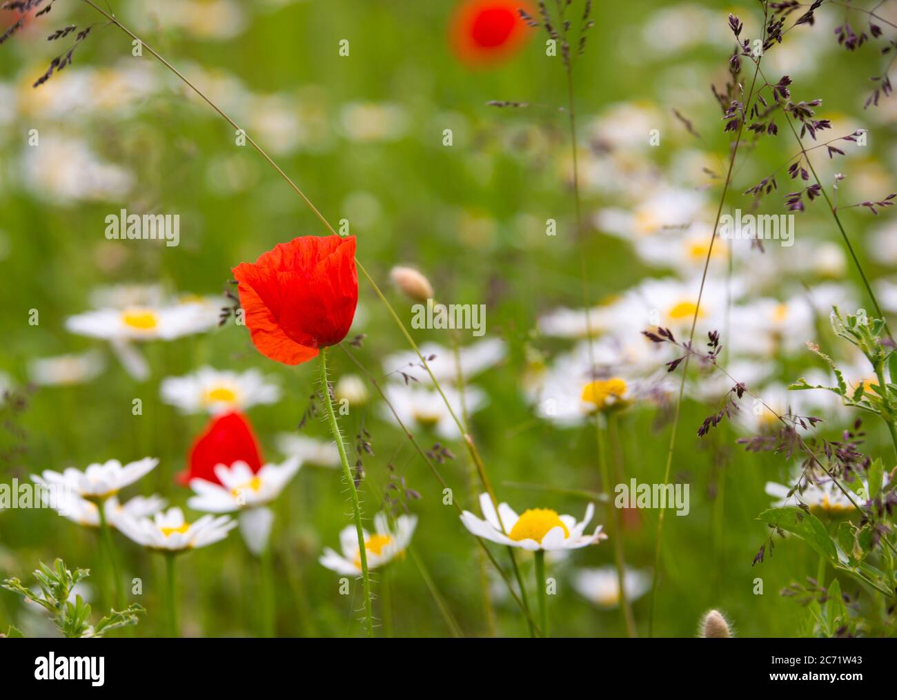 Field of wild flowers in summer Stock Photo - Alamy