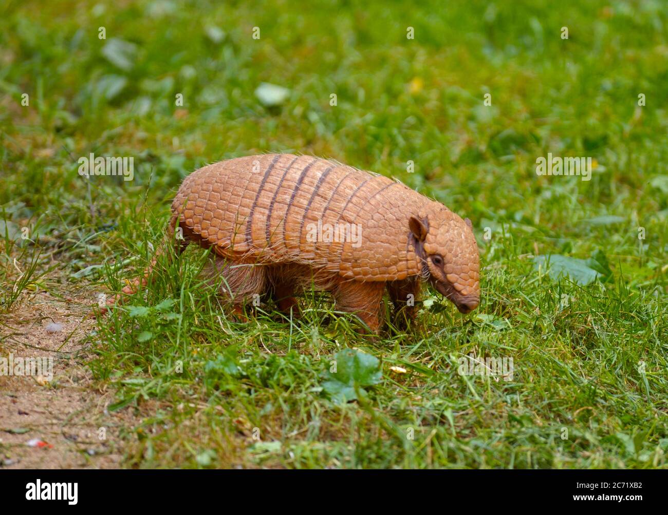 Seven banded armadillo hi-res stock photography and images - Alamy
