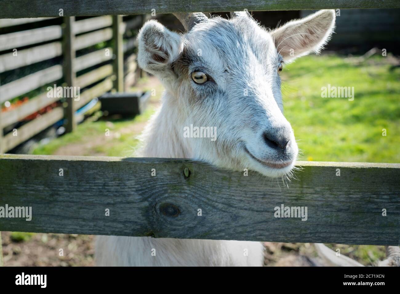 Goat peering over fence Stock Photo