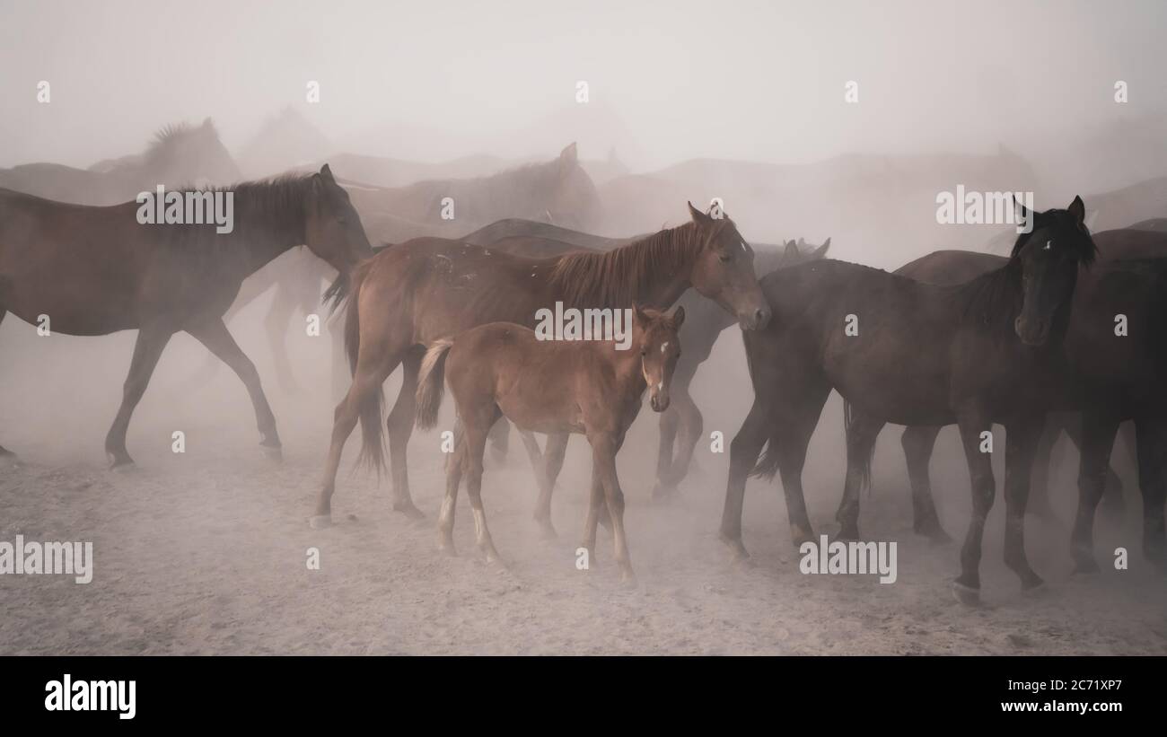Kayseri, Turkey - August 2017: Horses running and kicking up dust. Yilki horses in Kayseri Turkey are wild horses with no owners Stock Photo